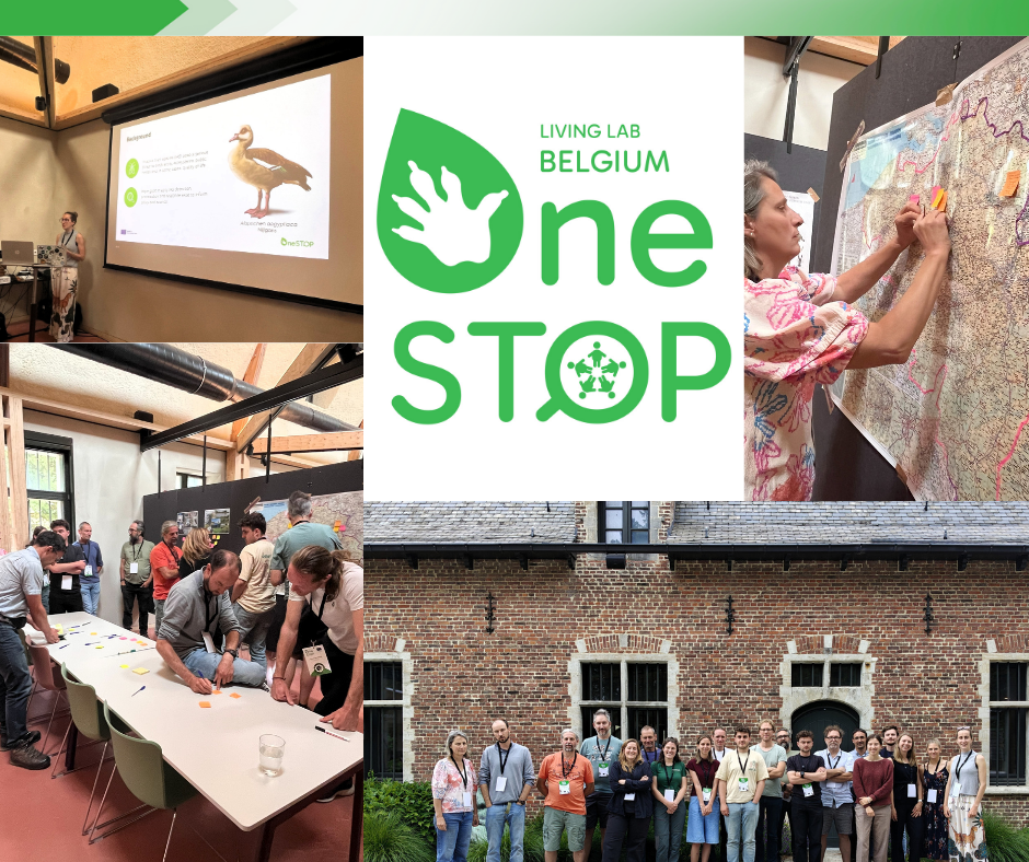 OneSTOP launches Belgian Living Lab to advance invasive species monitoring